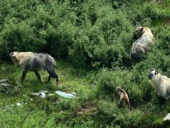 165639h2kco9ozm8nn9zg9-广元唐家河嘉怡客栈