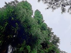 -武陵山森林公园