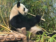 -深圳野生动物园
