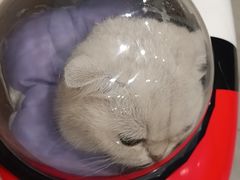 -凯特喵百思猫专科医院