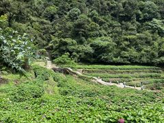 -鼓岭旅游度假区