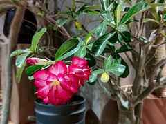 -自由生长植物工作室(深港花卉中心店)