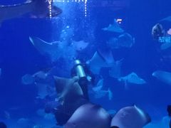 -烟台海昌鲸鲨海洋公园