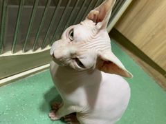 -藦茜花园宠物主题亲子互动体验馆(国顺东路店)