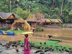 -西双版纳原始森林公园