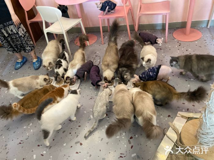 喵匠猫主题咖啡(凯德和平广场店)图片