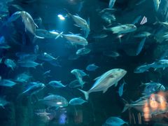 -成都浩海立方海洋公园