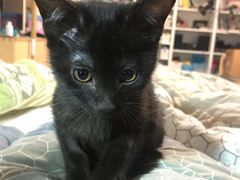 -纳吉亚猫专科动物医院博雅分院