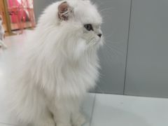 -糯米喵星人·撸猫猫舍咖啡馆(西市场嘉华店)