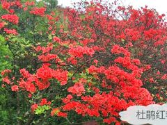 -永州阳明山国家森林公园