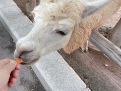 -灵玲国际马戏城