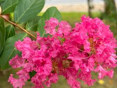 -三鄉濑粉·铭珠粥粉