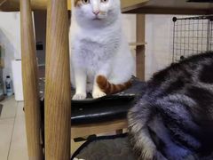 -平行世界·猫咖(首经贸店)