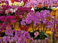 -越秀西湖花市(广州城市广场花卉店)