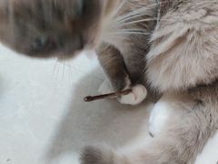 -瑞派康怡24h宠物医院·犬猫医疗中心·微创绝育(瑞景分院)