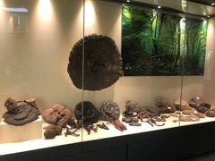 -广东中医药博物馆