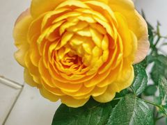 -中环花鸟鱼虫市场