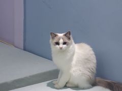 -喵的天空名猫咖啡馆·撸猫·猫舍·用品