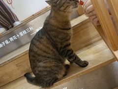 -猫的天空之城概念书店(杭州南宋御街店)