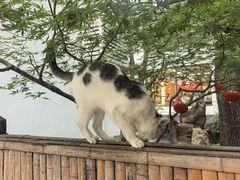 -龙华素斋(龙华路店)