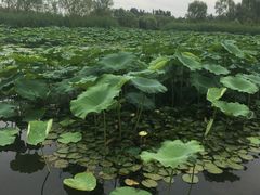 -大兴滨河森林公园