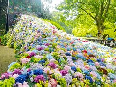 -上海共青森林公园