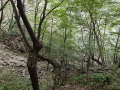 -王顺山国家森林公园