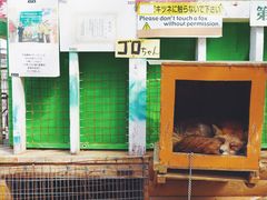 -宫城藏王狐狸村