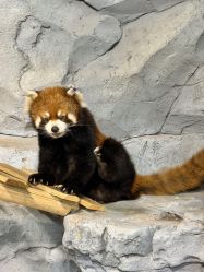 -Zoolung Zoolung动物主题公园(海信广场店)