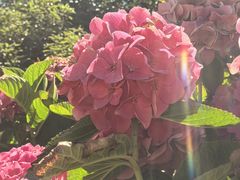 -墨尔本皇家植物园