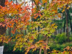 -合肥滨湖国家森林公园