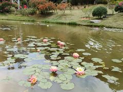 -东莞植物园