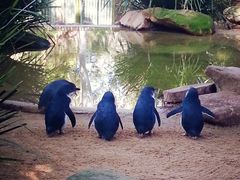 -费瑟代尔野生动物园