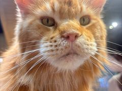 -藏猫猫咖啡主题馆(中央大道店)