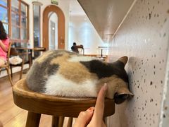 -有猫主题·治愈系猫咖(曾厝垵店)