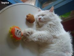 -Babycat私家御饼屋(龙头路一店)