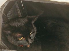 -瑞派康怡24h宠物医院·犬猫医疗中心·微创绝育(瑞景分院)