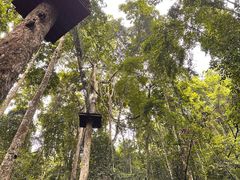 -西双版纳原始森林公园