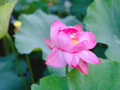 -陈家山荷花公园