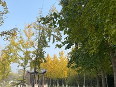 -赵州桥景区