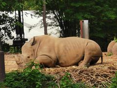 -清迈夜间动物园