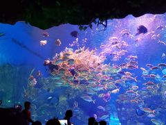 -芜湖新华联大白鲸海洋公园