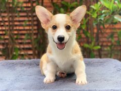 -翊宠yipet猫狗购宠庄园犬舍•猫舍