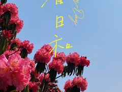 -贵州百里杜鹃风景名胜区