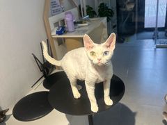 -琪喵猫屋·撸猫猫咖·猫舍