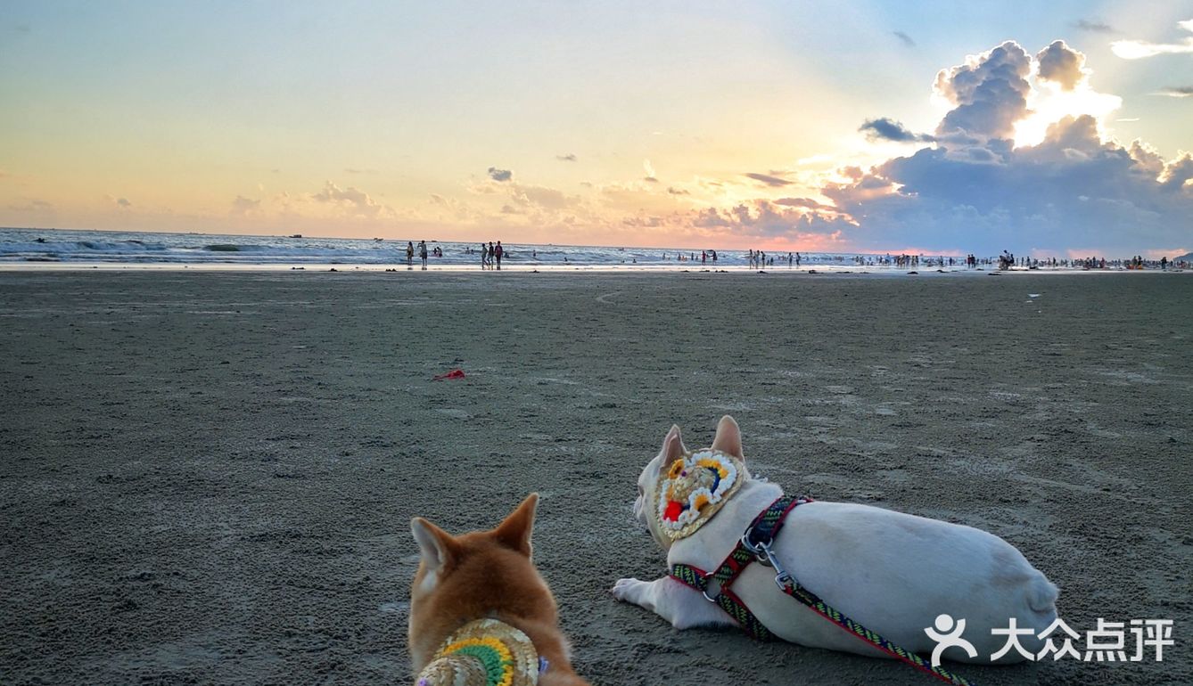 Go！[加油]「侨港海滩🏖️」汪界“辛巴”到此一游🐶🐶🐶