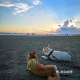 Go！[加油]「侨港海滩🏖️」汪界“辛巴”到此一游🐶🐶🐶