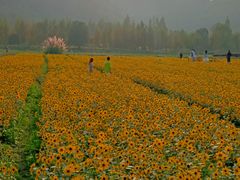 -径山花海