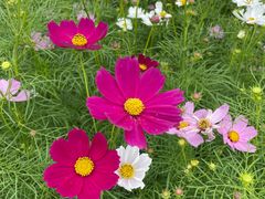 -春花秋色城市公园