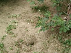 -老王豆皮